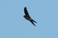 Aerodramus terraereginae