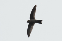 Aerodramus terraereginae