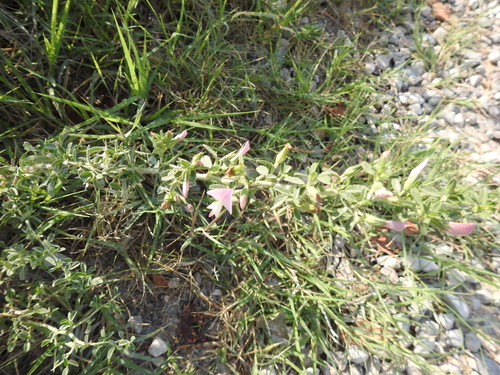 Spiny restharrow