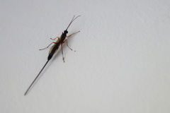 Dolichomitus mesocentrus