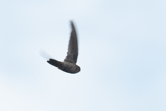 Aerodramus terraereginae
