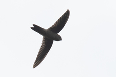 Aerodramus terraereginae