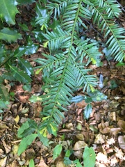 Taxus baccata