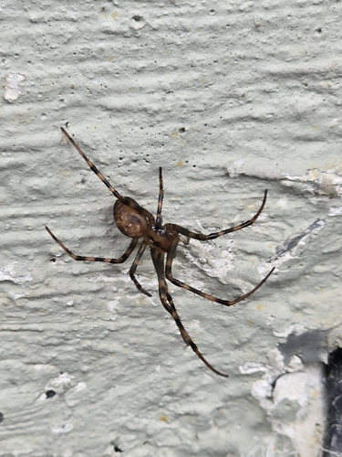 European cave spider
