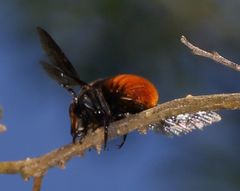 Gronoceras cinctum
