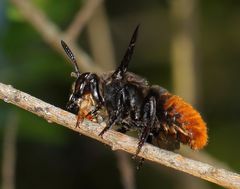 Gronoceras cinctum