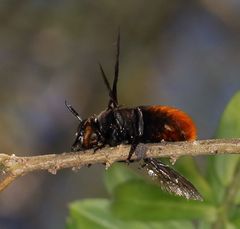 Gronoceras cinctum