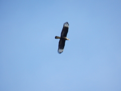 Caracara plancus