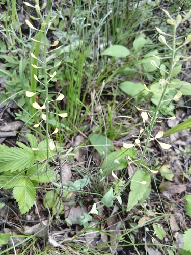 Thlaspi alpestre observed 2026-07-04