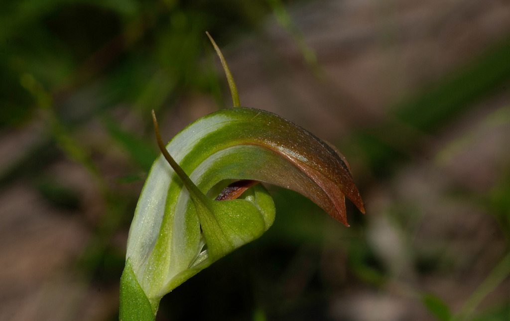 Pterostylis baptistii