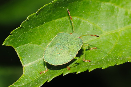 Green Shield Bug