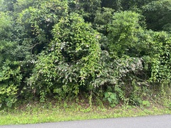 Abelia chinensis