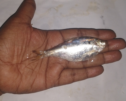 Ganges shad (Gudusia chapra) — Clupeidae — 4