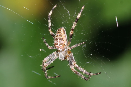 Cross Orbweaver