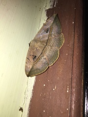 Hypopyra vespertilio