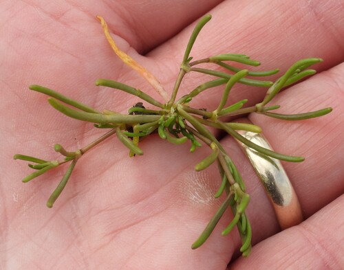 Spergularia canadensis, 2026-06-27