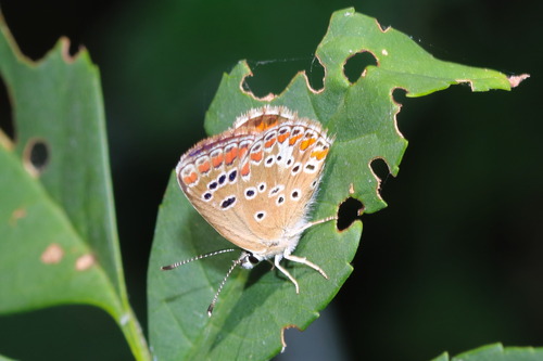 Brown Argus