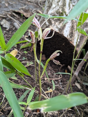 Cymbidium macrorhizon