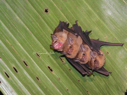Mosia nigrescens