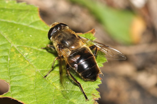 Common Drone Fly