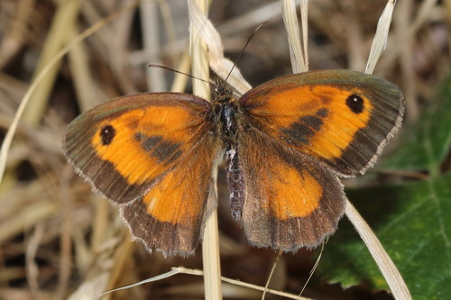 Gatekeeper