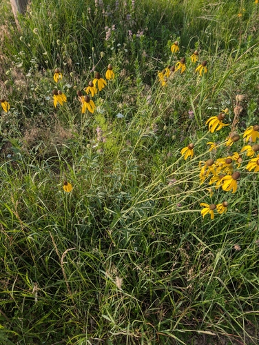 grey-headed coneflower