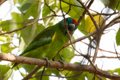 Cyclopsitta diophthalma