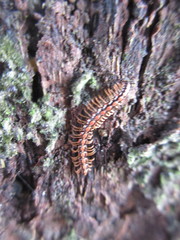 Helicorthomorpha