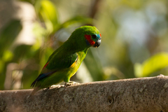 Cyclopsitta diophthalma