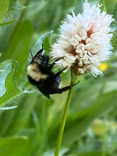 iNaturalist observation photo of Yellow-faced Bumble Bee