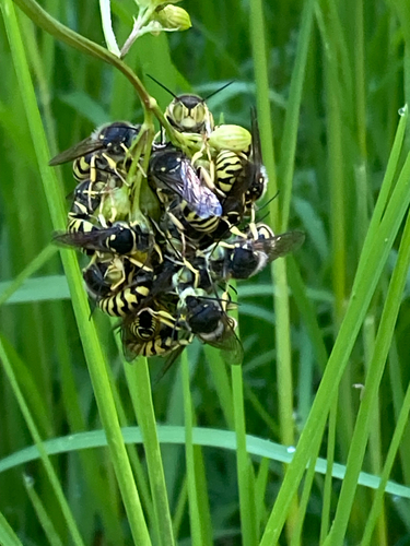 iNaturalist observation photo of Bees