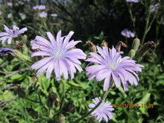 Cicerbita macrophylla uralensis