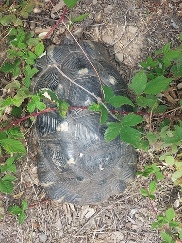 Marginated Tortoise