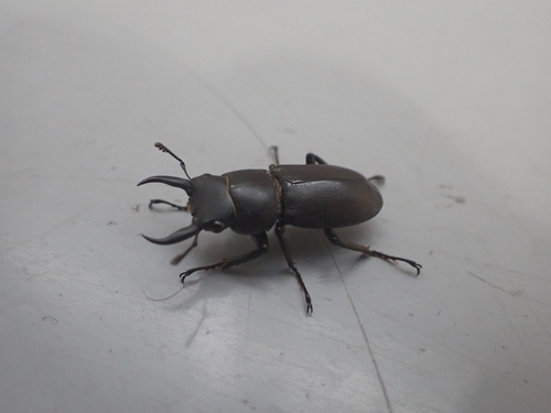 Dorcus rectus rectus