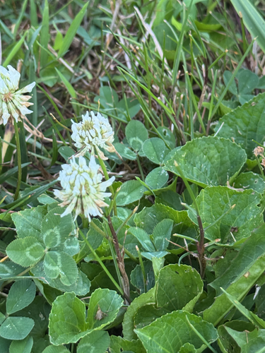 white clover