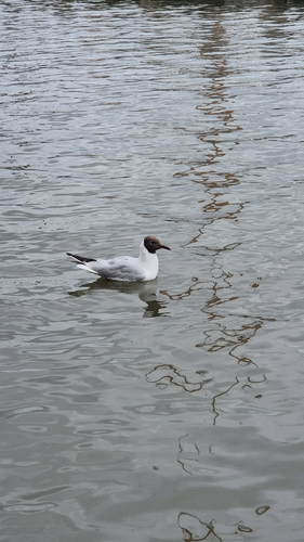 Black-headed Gull