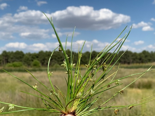 Schoenoplectiella supina, 2026-06-07