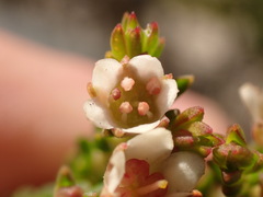 Diosma oppositifolia, photograph (c) Dave U, some rights reserved (CC BY-SA)