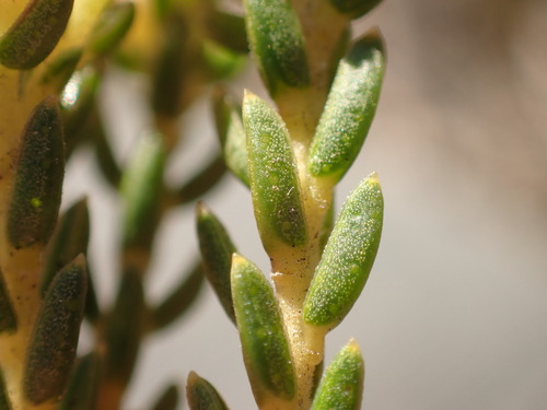 Diosma oppositifolia, photograph 4