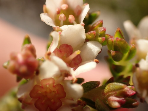 Diosma oppositifolia, photograph 6