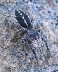 Pellenes peninsularis