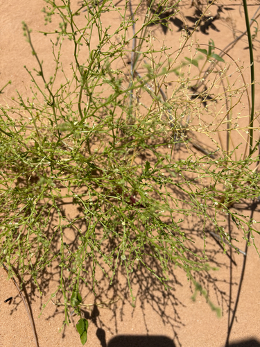 Winged Pigweed