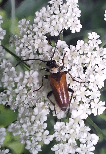 Fairy-ring Longhorn Beetle