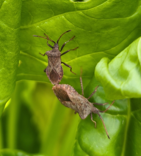 Dock Bug
