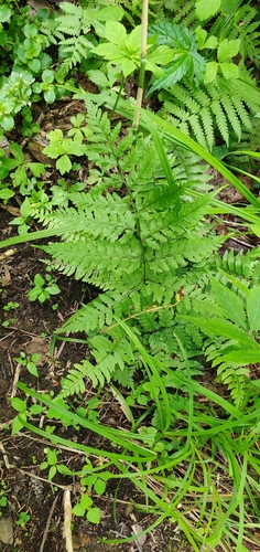 Athyrium neglectum iNat (1)