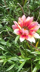 Gazania × splendens