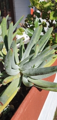 Cotyledon orbiculata dactylopsis