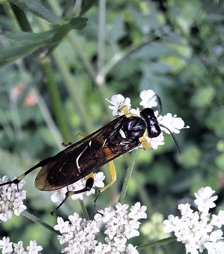 Yellow-spotted Macrophya
