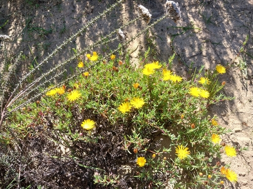 Lampranthus explanatus