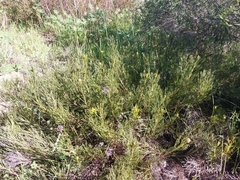Serruria furcellata, photograph (c) De Waal Hugo, some rights reserved (CC BY)